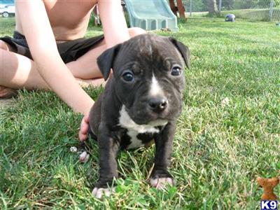 Puppies in COLDWATER